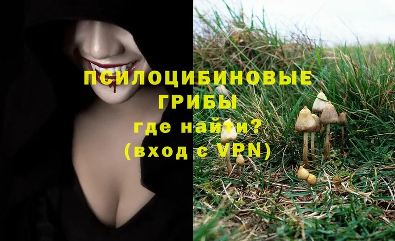 Псилоцибиновые грибы Psilocybe  где найти   Красный Сулин 